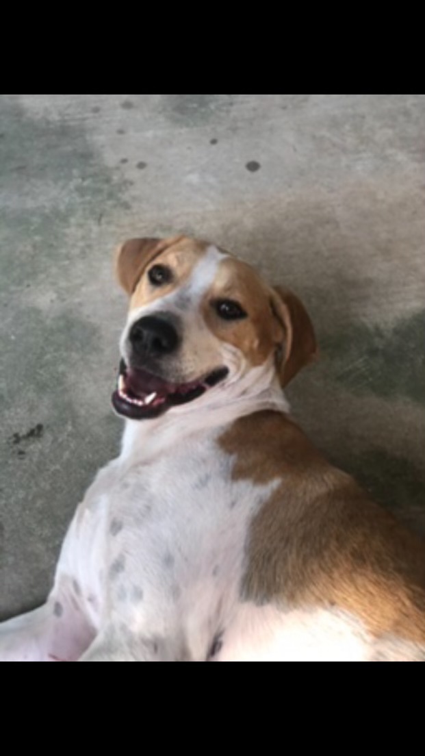 Cologne, an adoptable Hound, Boxer in Walker, LA, 70785 | Photo Image 2