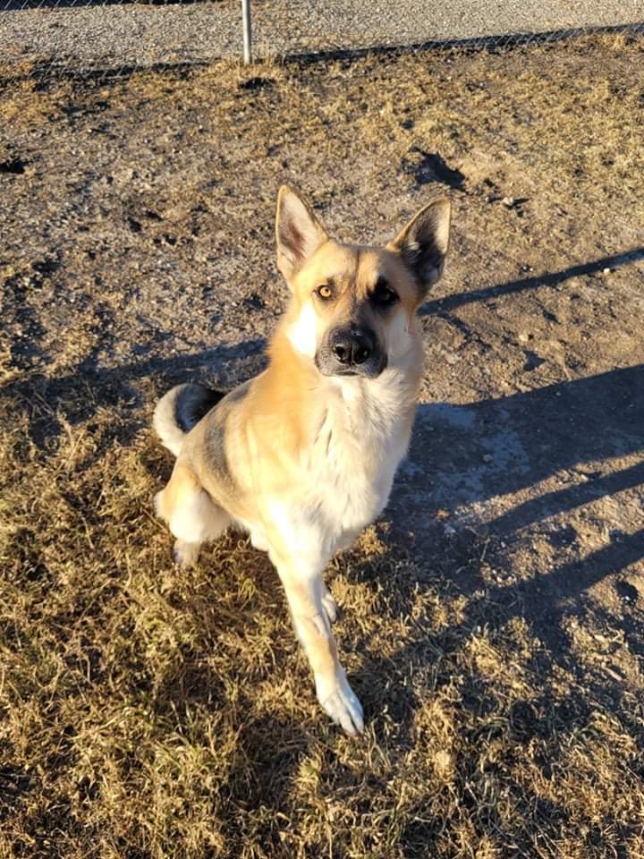 Midas, an adopted German Shepherd Dog in Corsicana, TX_image-6