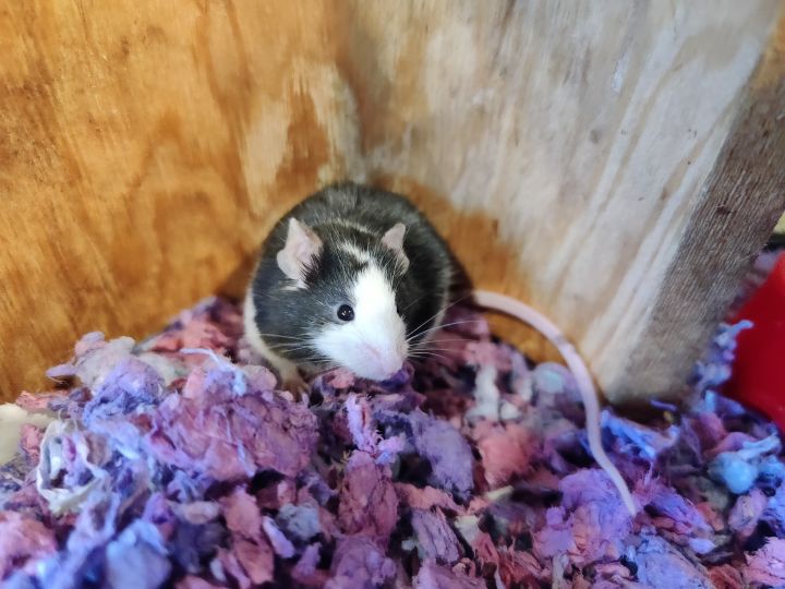 Toni Toponi, an adoptable Mouse in Bellingham, WA_image-1