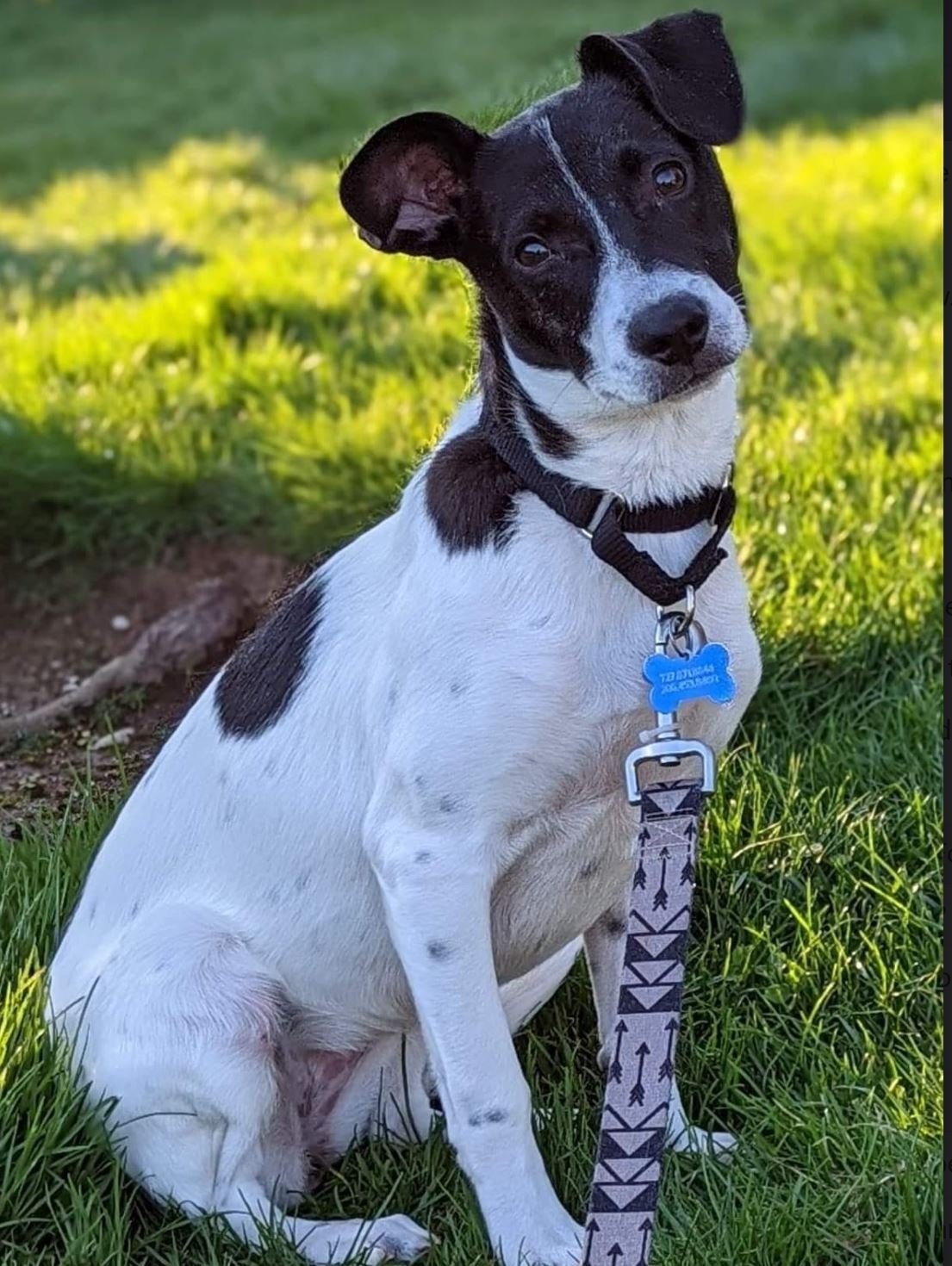SABRINA GLEVISSIG, an adoptable Terrier in Redmond, WA, 98052 | Photo Image 2