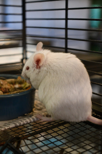 Alf, an adopted Mouse in Bellingham, WA_image-1