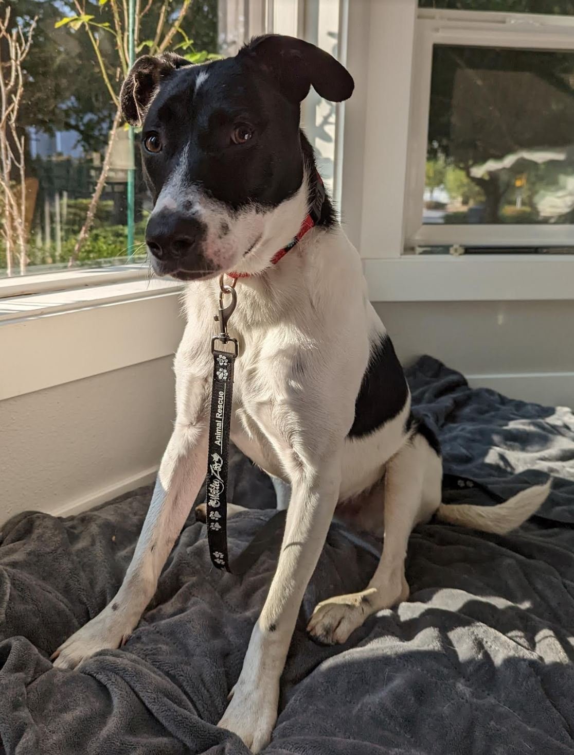 LAMBERT OF KAER MORHEN, an adoptable Terrier in Redmond, WA, 98052 | Photo Image 1