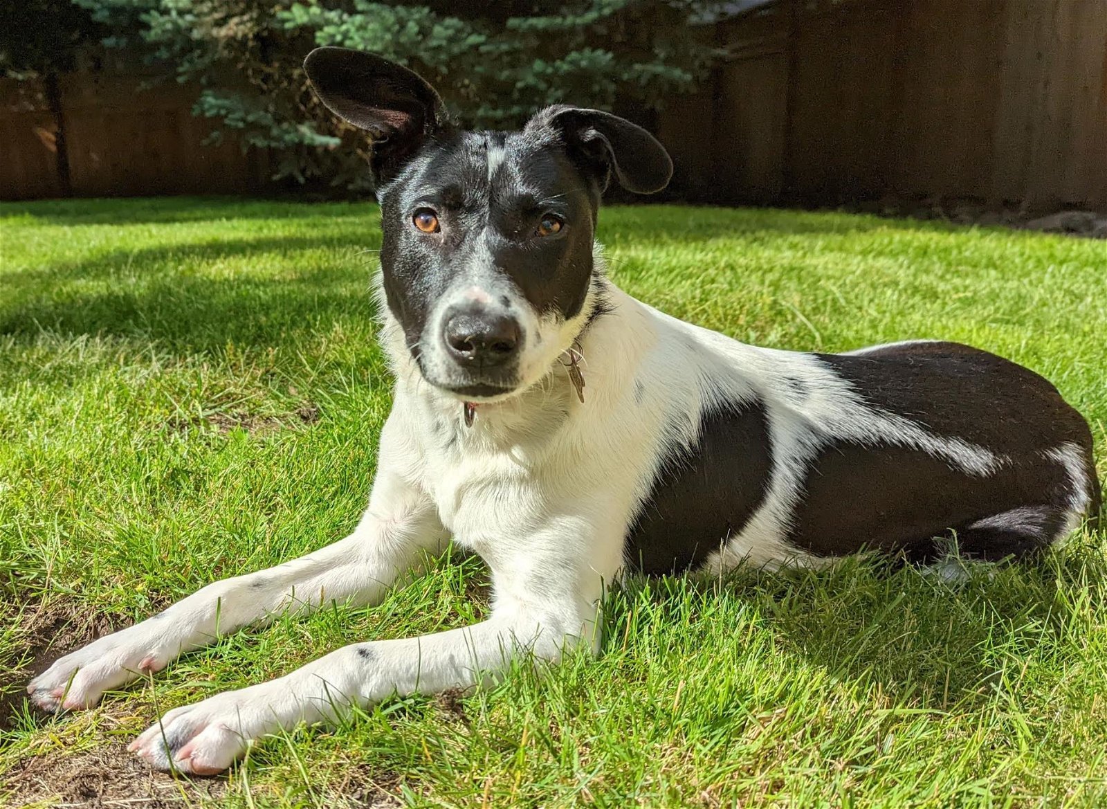 LAMBERT OF KAER MORHEN, an adoptable Terrier in Redmond, WA, 98052 | Photo Image 2