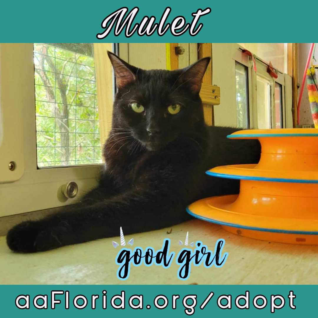 Mullet (Moo-lay), an adoptable Domestic Short Hair in Pensacola, FL, 32534 | Photo Image 1