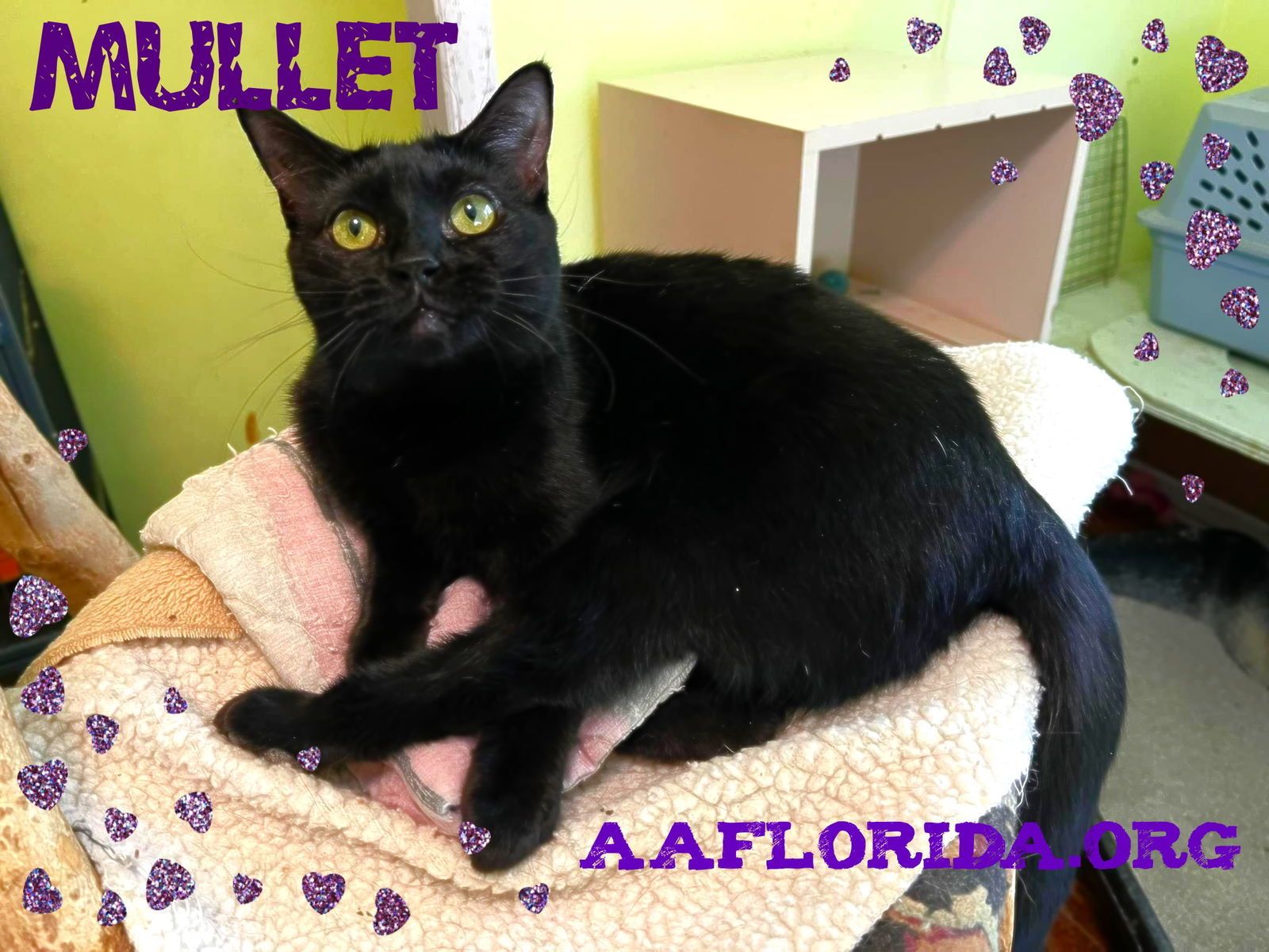 Mullet (Moo-lay), an adoptable Domestic Short Hair in Pensacola, FL, 32534 | Photo Image 2