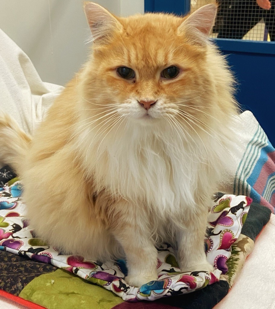 Winston, an adoptable Domestic Long Hair, Tabby in Maple Ridge, BC, V2W 1A4 | Photo Image 4