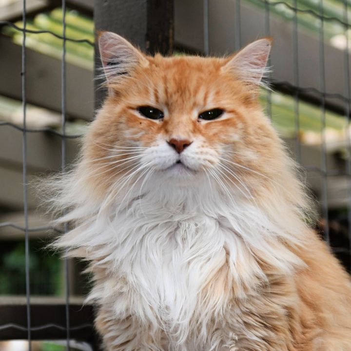 Winston, an adoptable Domestic Long Hair & Tabby Mix in Maple Ridge, BC_image-5