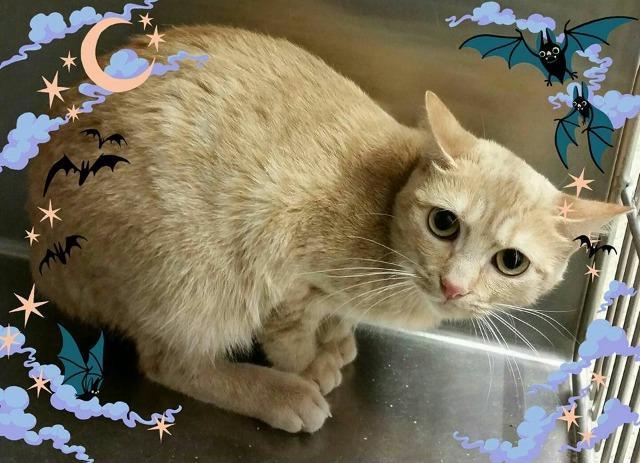 Aster, an adoptable Domestic Short Hair in Ballwin, MO, 63011 | Photo Image 1