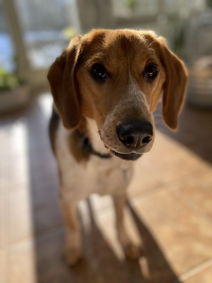 Benji, an adopted Beagle in Woodbury, CT_image-1