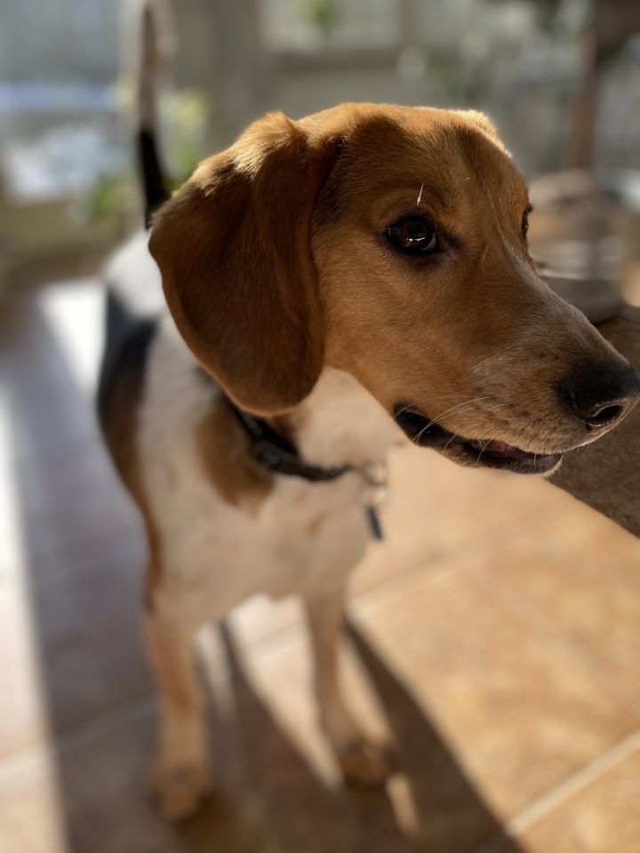 Benji, an adopted Beagle in Woodbury, CT_image-3