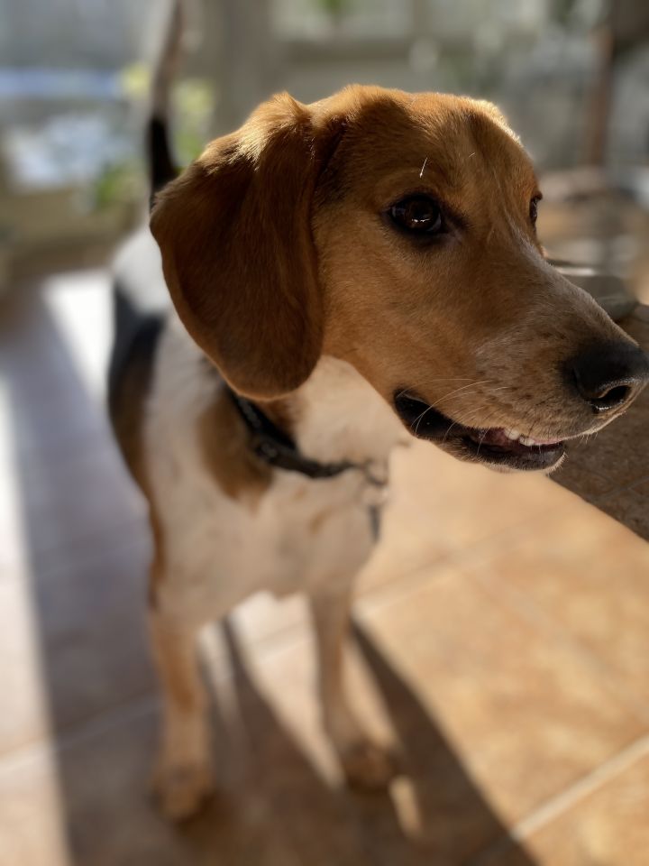 Benji, an adopted Beagle in Woodbury, CT_image-4