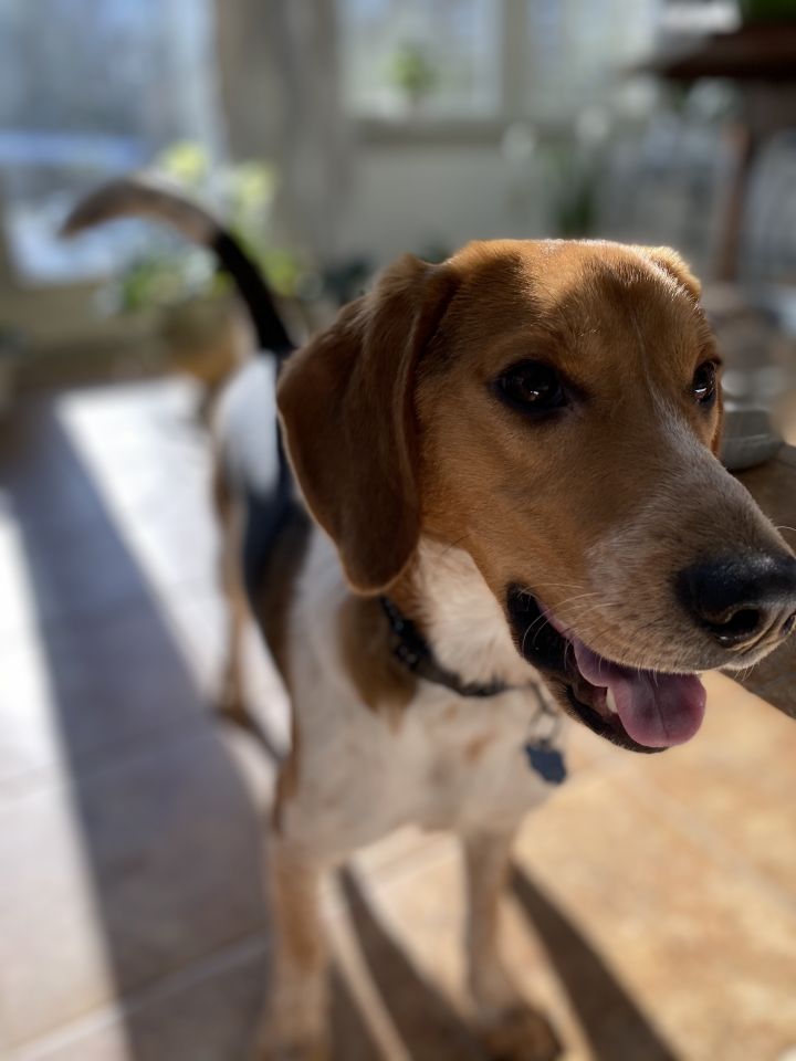 Benji, an adopted Beagle in Woodbury, CT_image-5