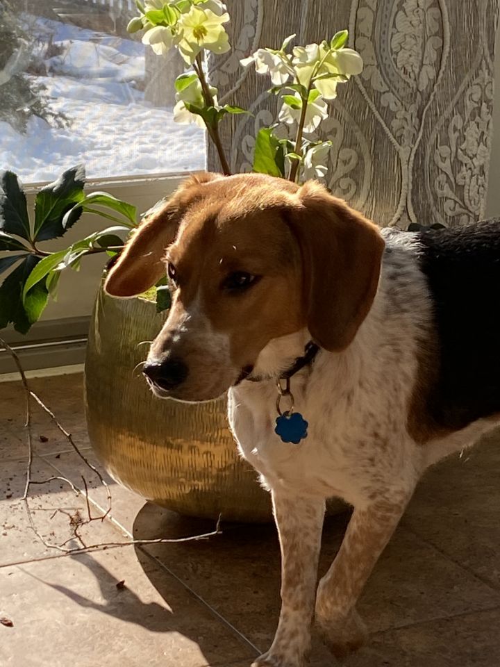 Benji, an adopted Beagle in Woodbury, CT_image-6