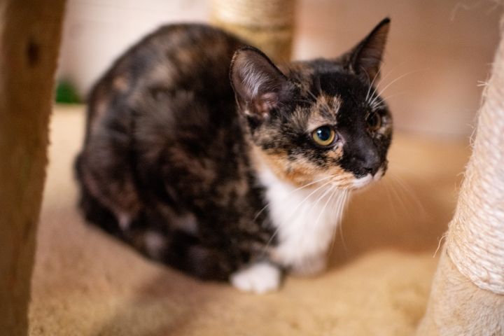 Sky, an adopted Calico in Richland, NY_image-3