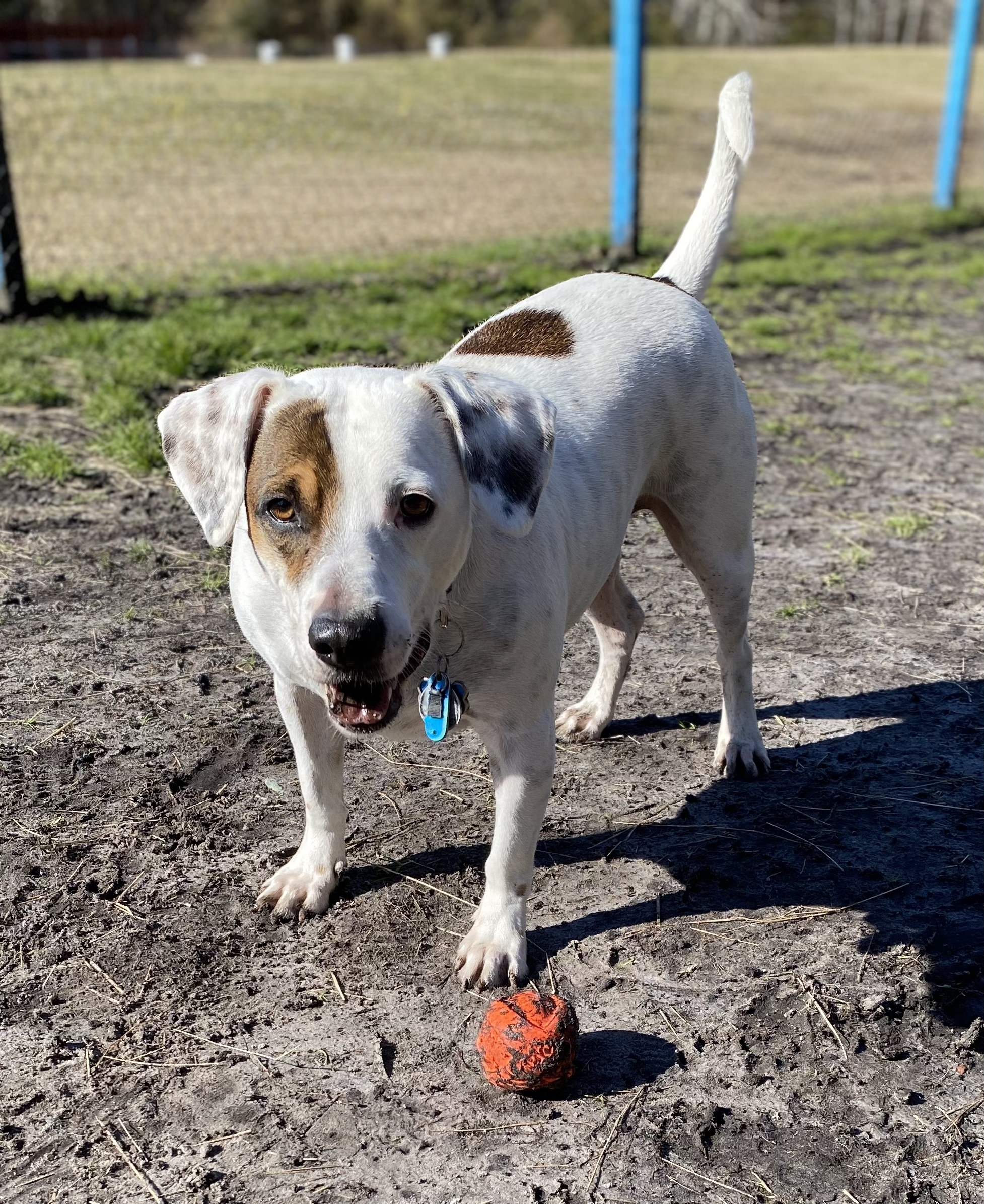 Milo, an adoptable Mixed Breed in Newport, NC, 28570 | Photo Image 2