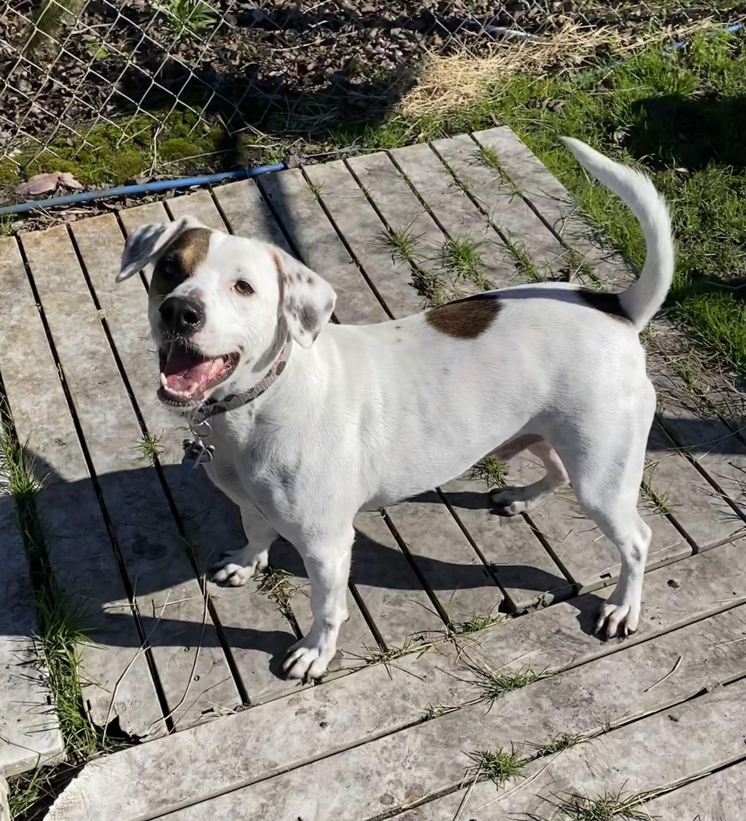 Milo, an adoptable Mixed Breed in Newport, NC, 28570 | Photo Image 3