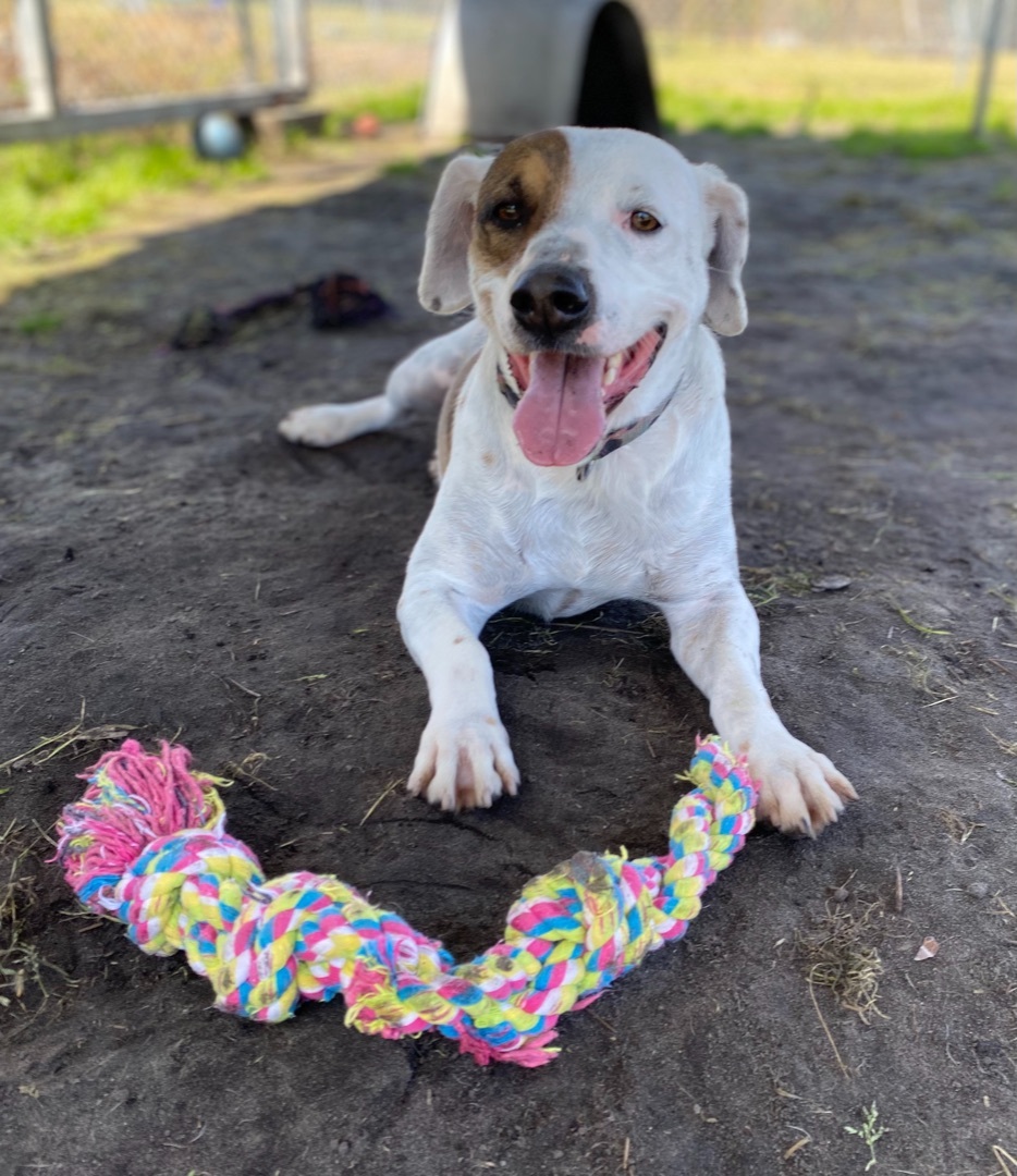 Milo, an adoptable Mixed Breed in Newport, NC, 28570 | Photo Image 1