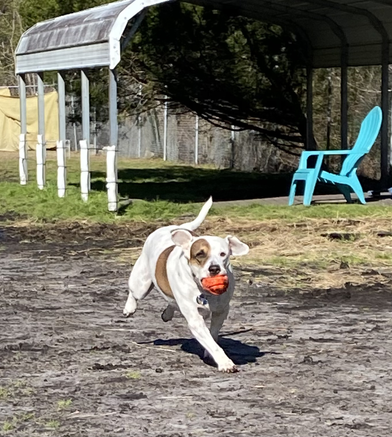 Milo, an adoptable Mixed Breed in Newport, NC, 28570 | Photo Image 4