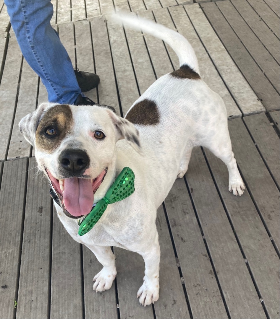 Milo, an adoptable Mixed Breed in Newport, NC, 28570 | Photo Image 5