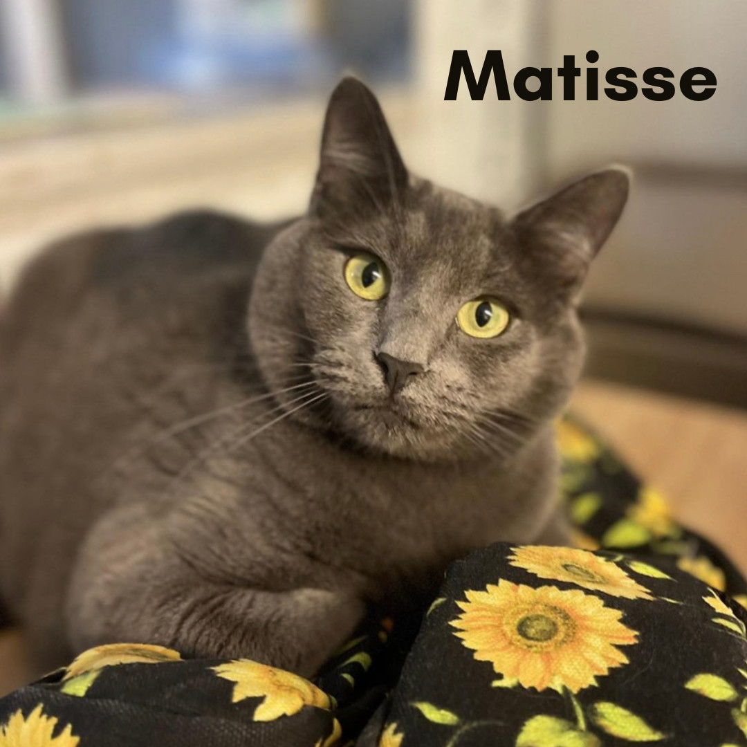 Matisse, an adoptable Domestic Short Hair in New Haven, CT, 06505 | Photo Image 1