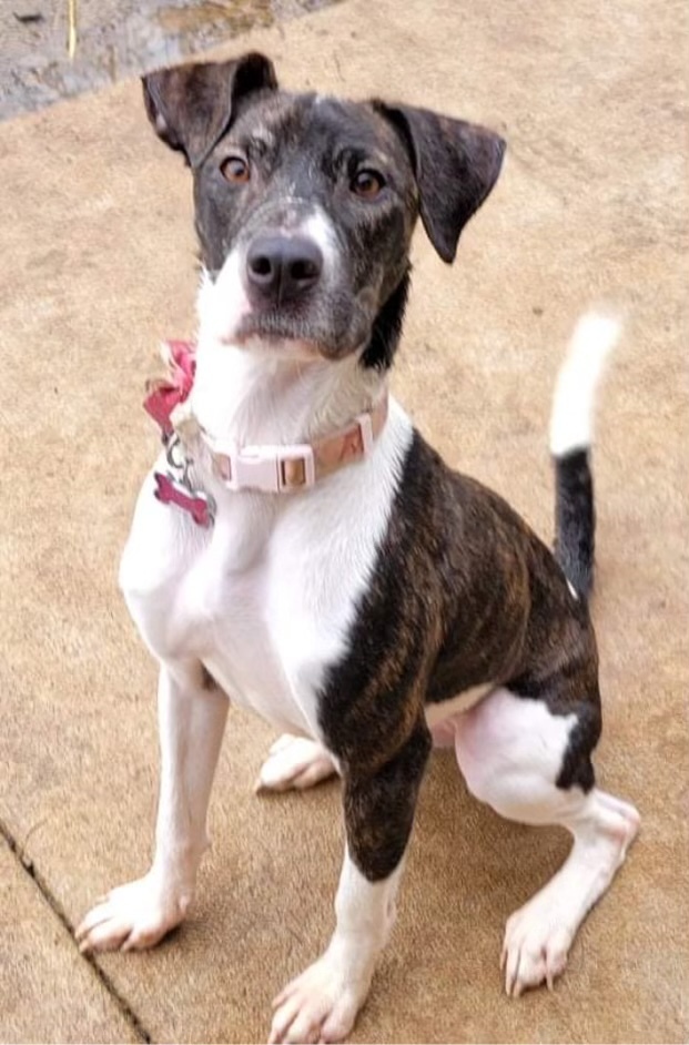 Sushi (formerly Sheba) ($100 of fee sponsored) , an adoptable American Staffordshire Terrier, Basenji in Mount Juliet, TN, 37122 | Photo Image 3