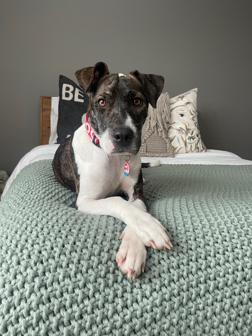 Sushi (formerly Sheba) ($100 of fee sponsored) , an adoptable American Staffordshire Terrier, Basenji in Mount Juliet, TN, 37122 | Photo Image 1
