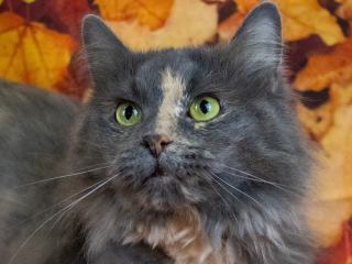 Peaches, an adoptable Domestic Short Hair in Clyde, MI, 48049 | Photo Image 1