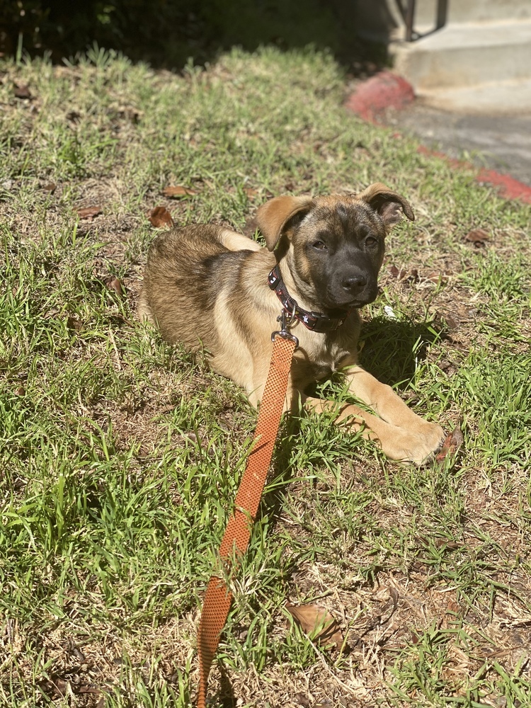 Biscuit - Thanksgiving litter