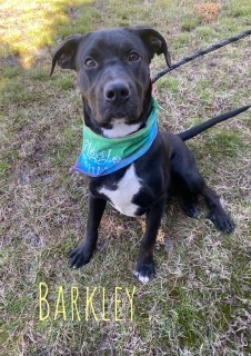 Barkley 22753