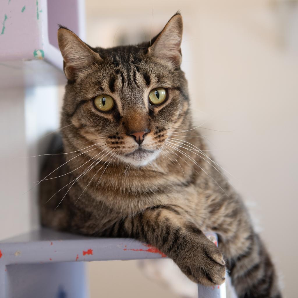 Skyllar, an adoptable Domestic Short Hair in Kanab, UT, 84741 | Photo Image 1