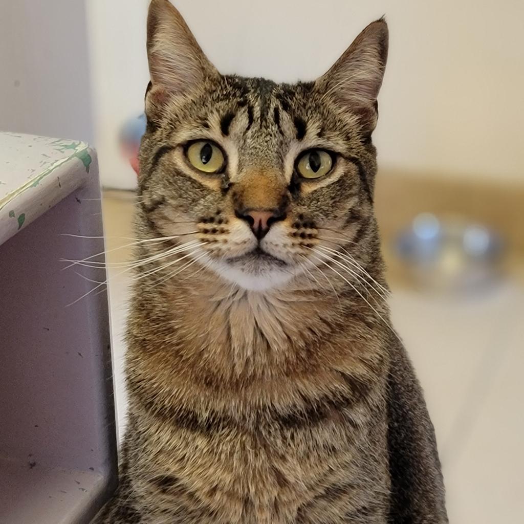 Skyllar, an adoptable Domestic Short Hair in Kanab, UT, 84741 | Photo Image 2