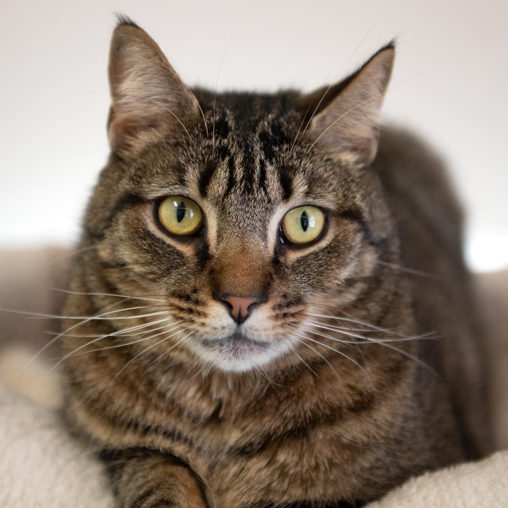 Skyllar, an adoptable Domestic Short Hair in Kanab, UT, 84741 | Photo Image 3