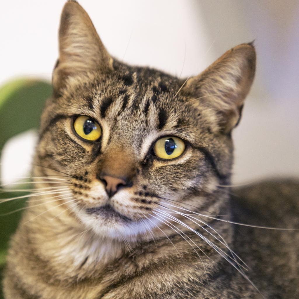 Skyllar, an adoptable Domestic Short Hair in Kanab, UT, 84741 | Photo Image 4