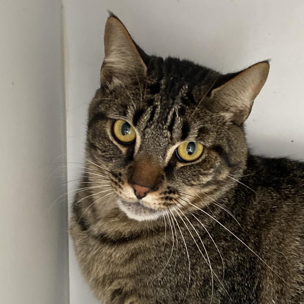 Skyllar, an adoptable Domestic Short Hair in Kanab, UT, 84741 | Photo Image 5