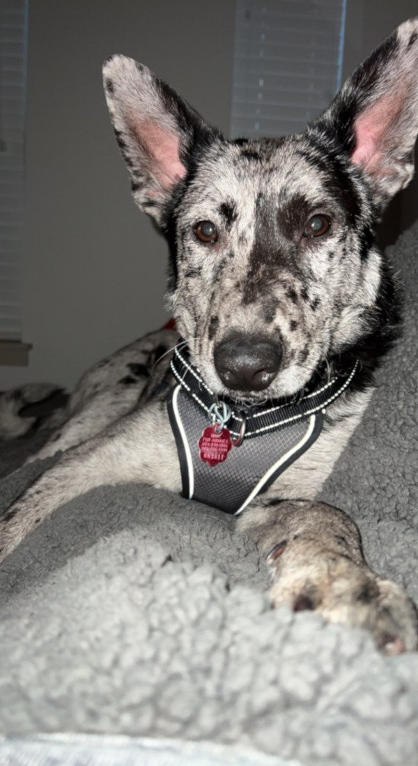 Owen, an adoptable Australian Cattle Dog / Blue Heeler in Georgetown, CO, 80444 | Photo Image 1