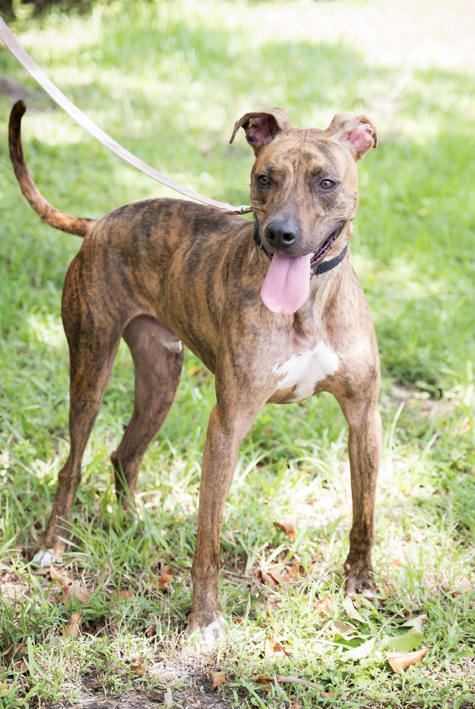 Lyle, an adoptable Terrier in Royal Palm Beach, FL, 33411 | Photo Image 1