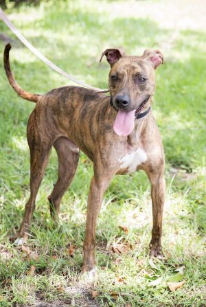 Lyle, Young Male Terrier