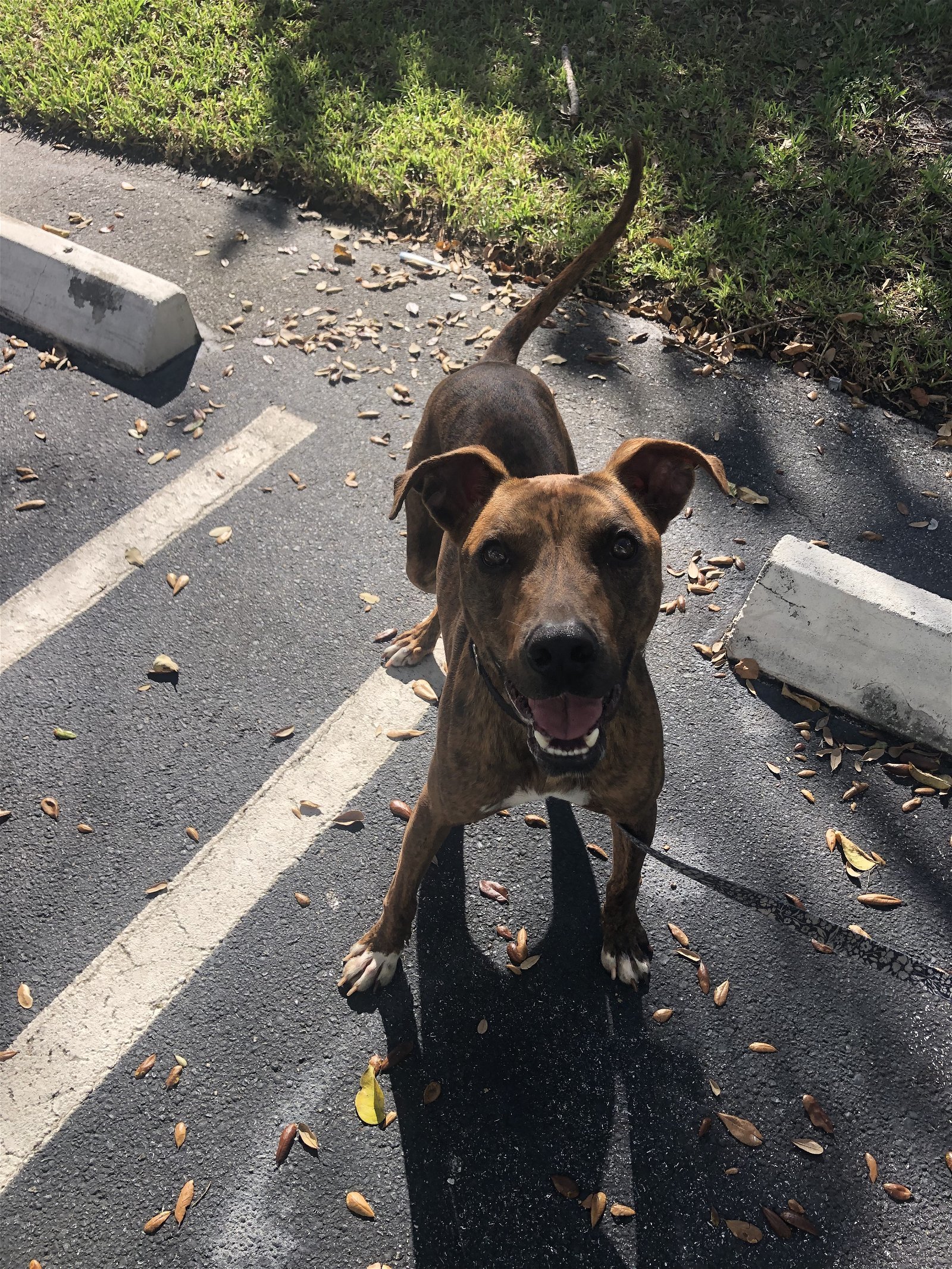 Lyle, an adoptable Terrier in Royal Palm Beach, FL, 33411 | Photo Image 2