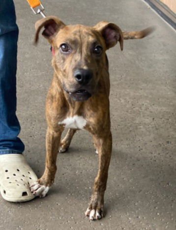 Lyle, an adoptable Terrier in Royal Palm Beach, FL, 33411 | Photo Image 3