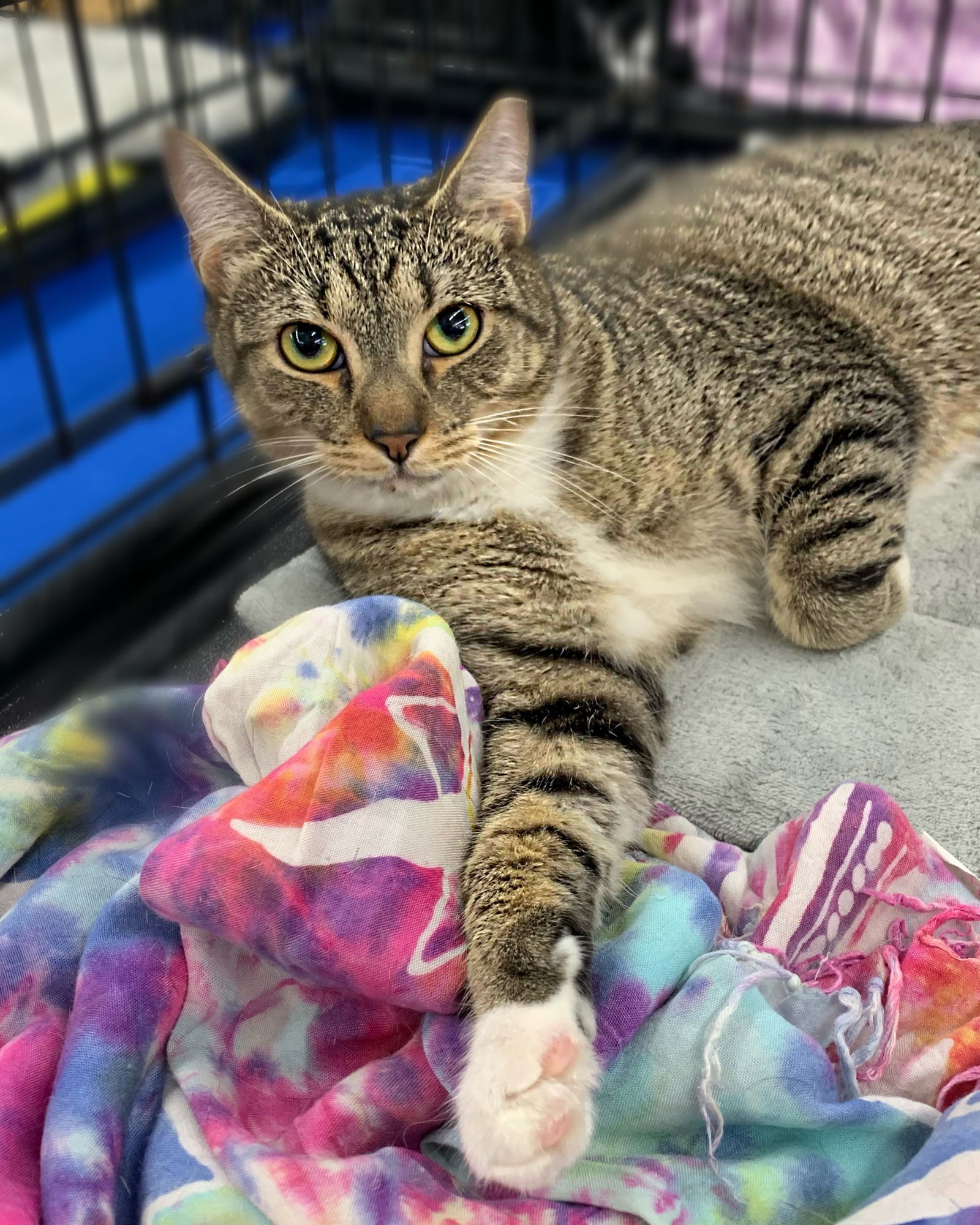 Willie, an adoptable Domestic Short Hair in Tampa, FL, 33605 | Photo Image 1