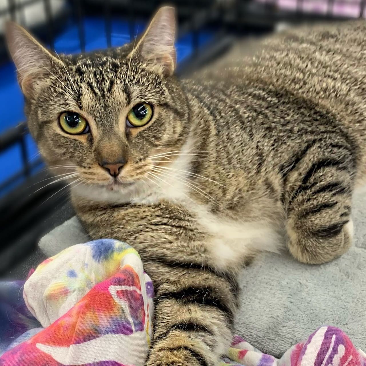 Willie, an adoptable Domestic Short Hair in Tampa, FL, 33605 | Photo Image 1