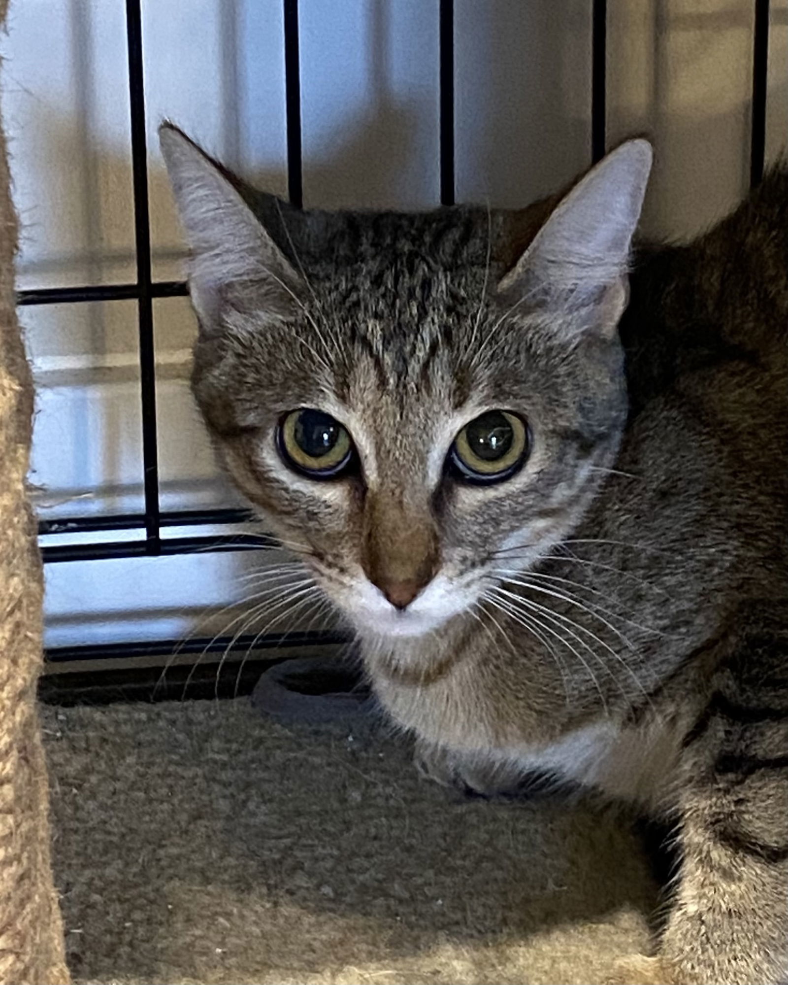 Willie, an adoptable Domestic Short Hair in Tampa, FL, 33605 | Photo Image 2