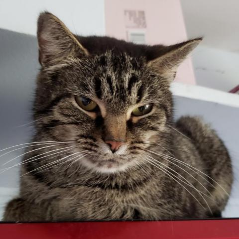 Gamora, an adoptable Domestic Short Hair in Franklin , IN, 46131 | Photo Image 1