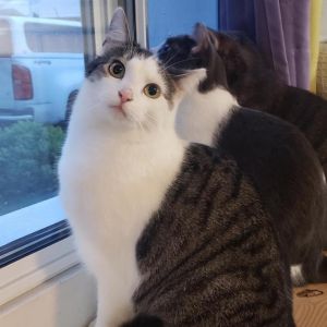 Parker, Adult Male Domestic Short Hair