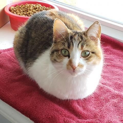 Malibu, an adoptable Domestic Short Hair in Franklin , IN, 46131 | Photo Image 1