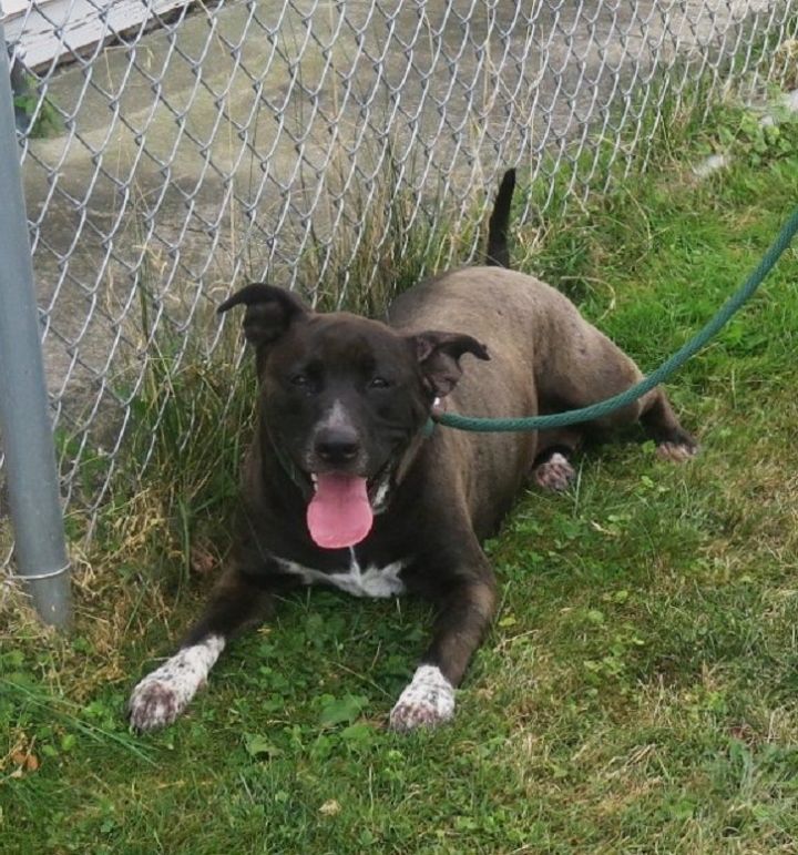 Penelope 164042, an adoptable Pit Bull Terrier Mix in Ravenna, OH_image-2