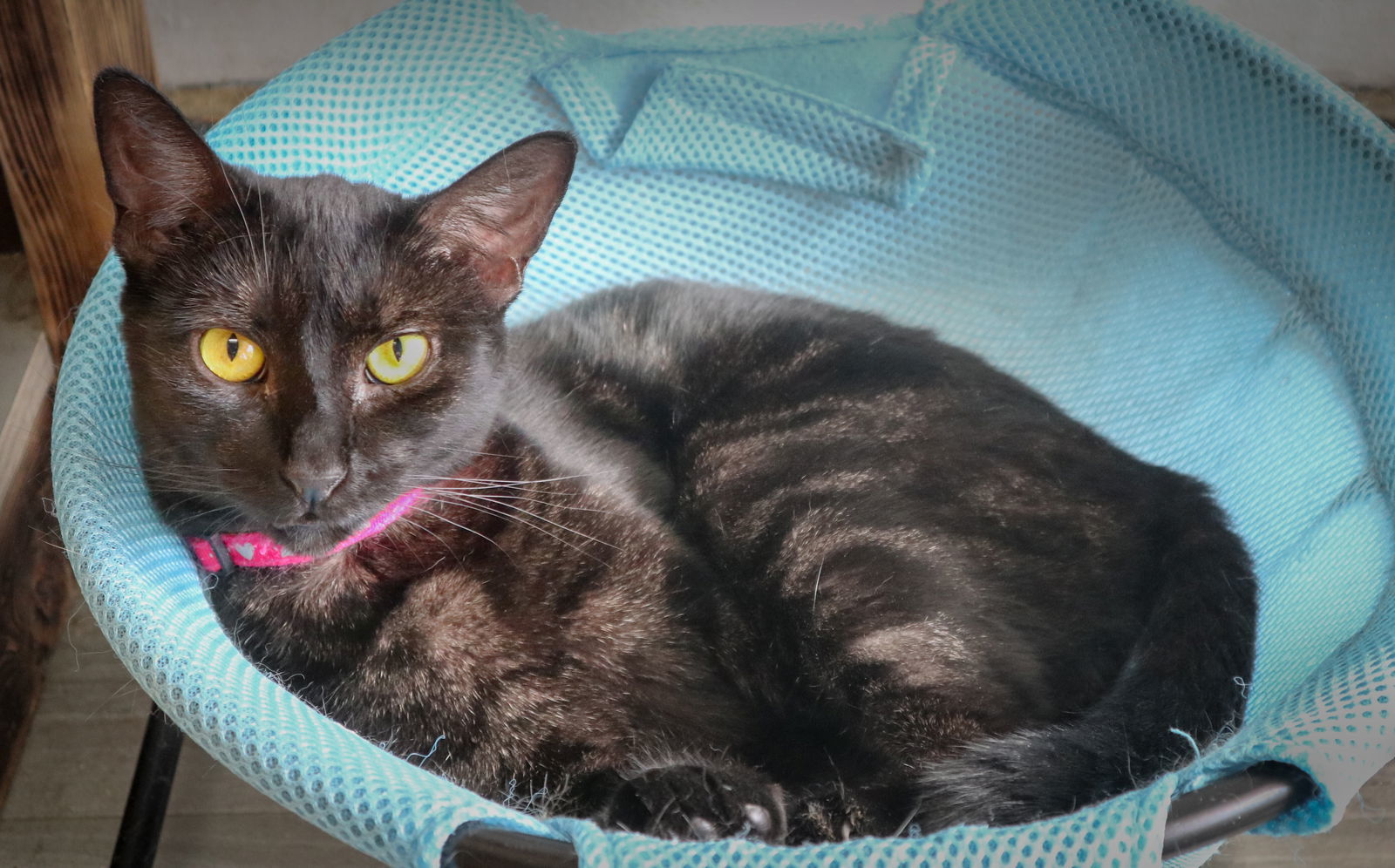 Dona, an adoptable Domestic Short Hair in Margate, FL, 33068 | Photo Image 5