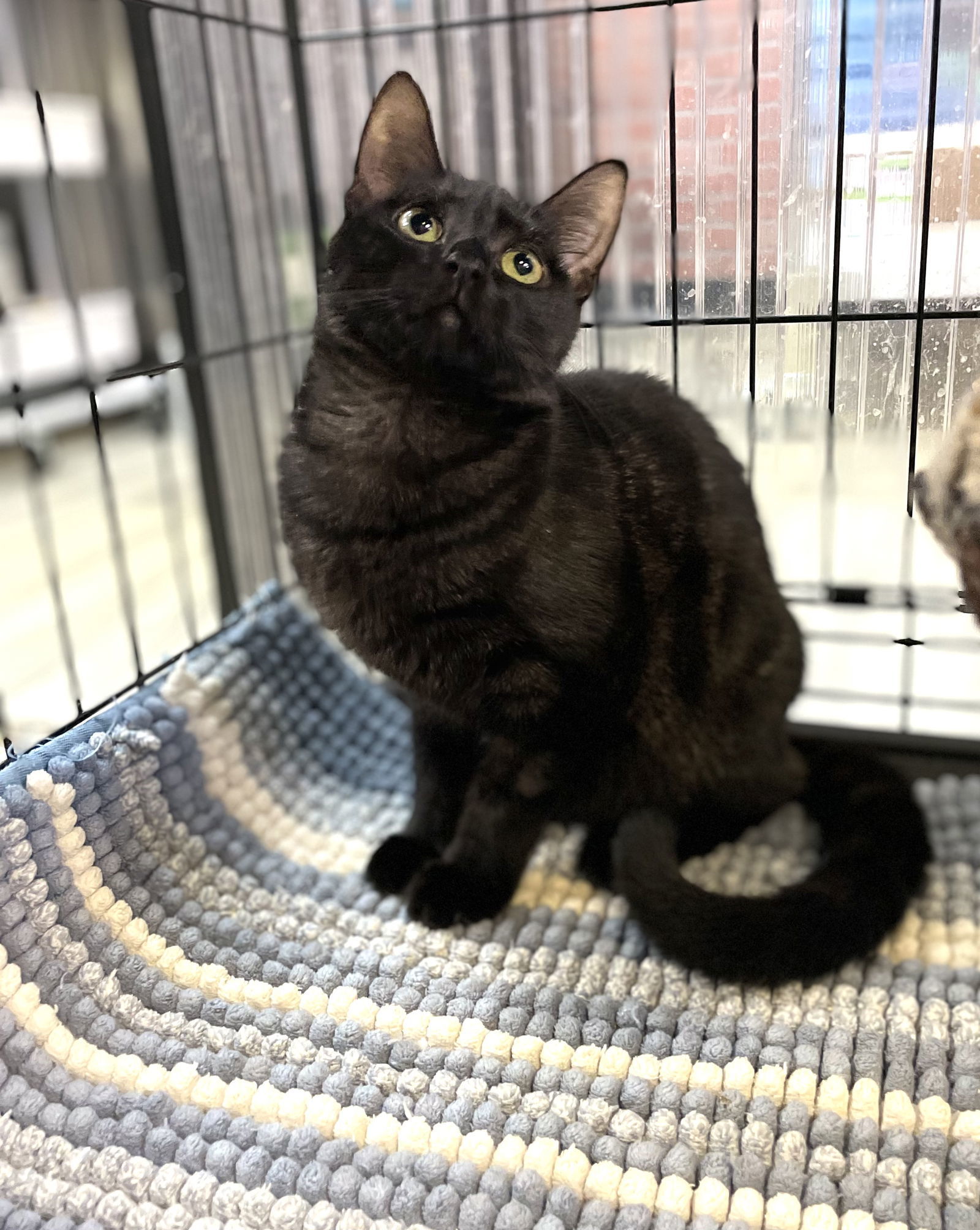 Dona, an adoptable Domestic Short Hair in Margate, FL, 33068 | Photo Image 6