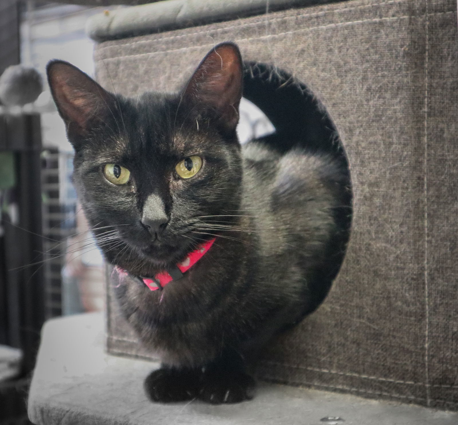 Dona, an adoptable Domestic Short Hair in Margate, FL, 33068 | Photo Image 7