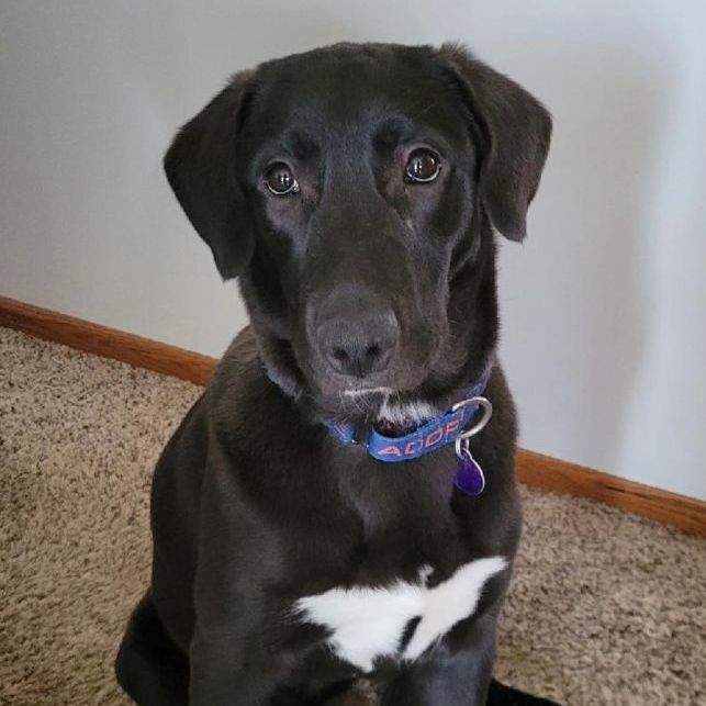 Lily, an adopted Labrador Retriever Mix in Omaha, NE_image-1